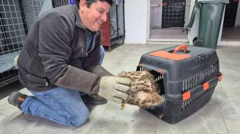 Germencik Belediyesinden Yaban Hayatı İçin Duyarlılık Çağrısı